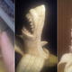 Image for article titled How a Banana Becomes Art